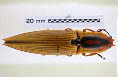 Foto (Dorsalansicht) von Semiotus insignis (Candèze, 1857) (NHMW-ZOO-COL-0008236)